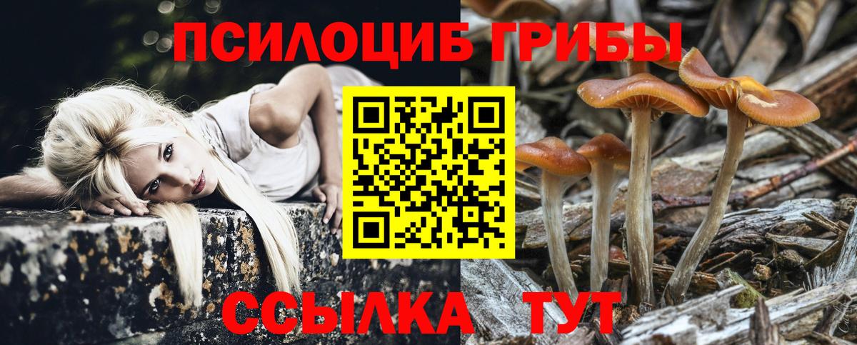 Галлюциногенные грибы Psilocybe Югорск